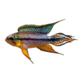 Apistogramma Agassizii Alenquer