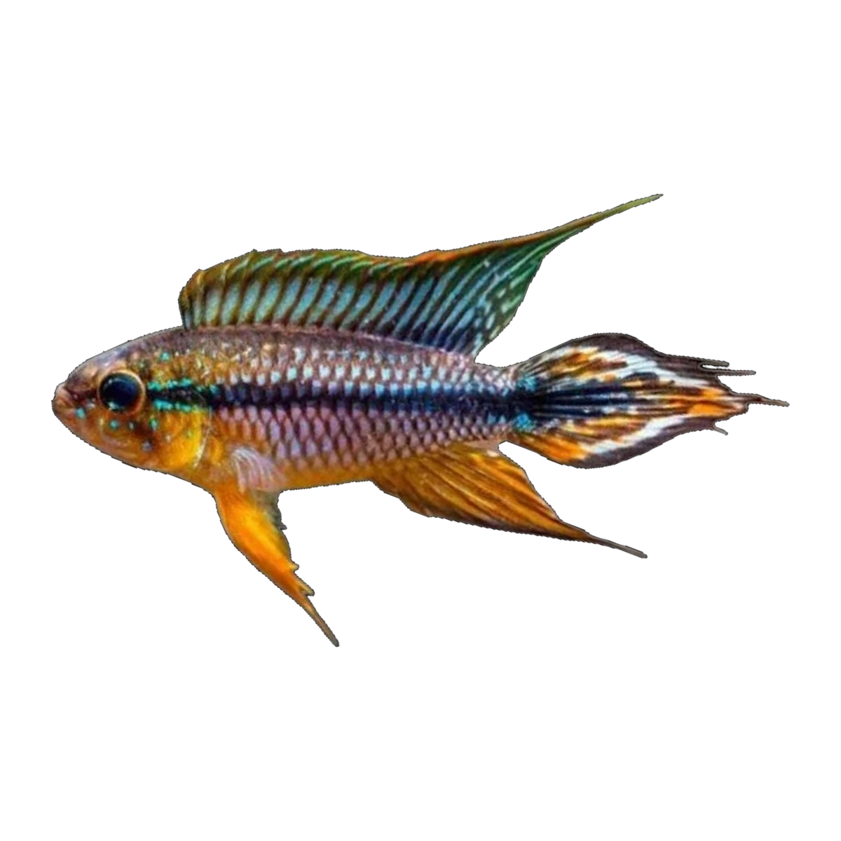 Apistogramma Agassizii Alenquer