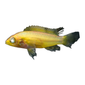 Apistogramma Agassizii