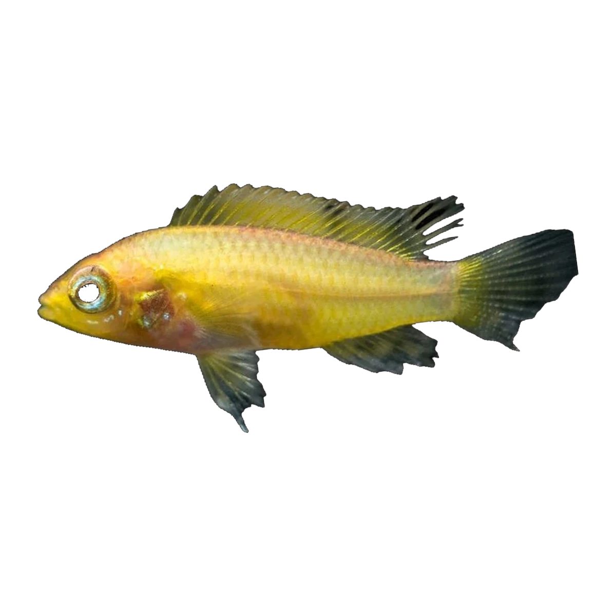 Apistogramma Agassizii