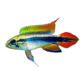 Apistogramma Agassizii Double Red