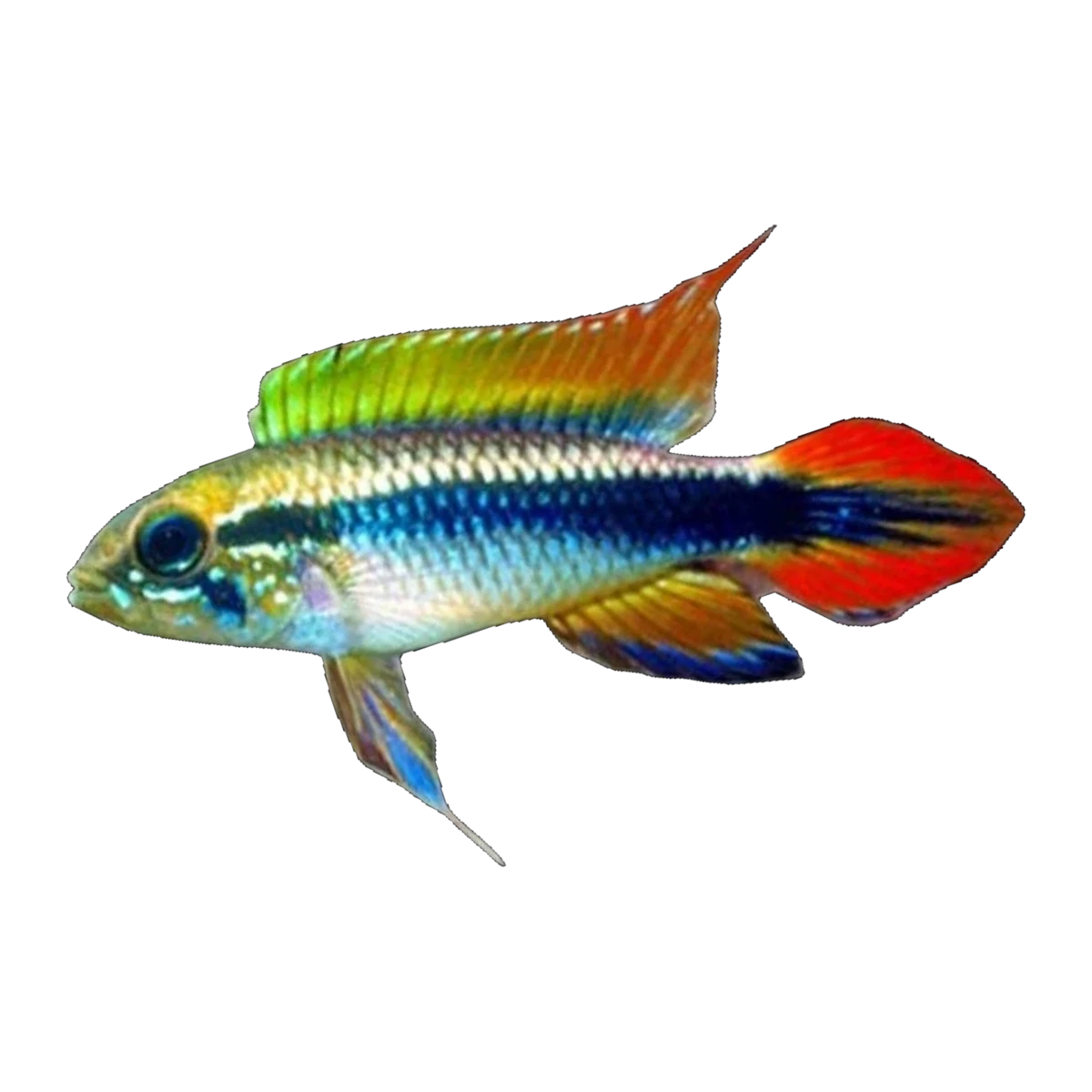 Apistogramma Agassizii Double Red