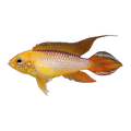 Apistogramma Agassizii Gold Fire Red