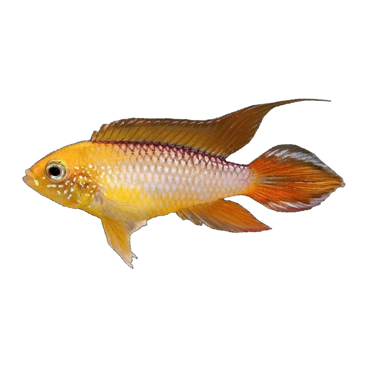 Apistogramma Agassizii Gold Fire Red