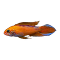 Apistogramma Agassizii Red Fire