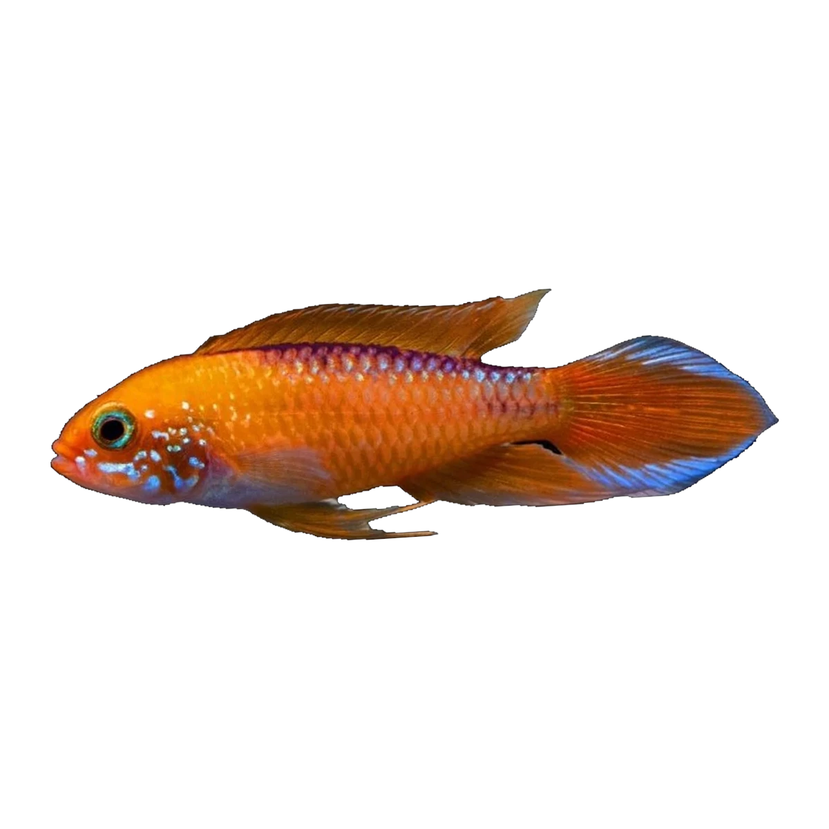 Apistogramma Agassizii Red Fire