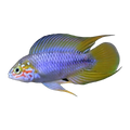 Apistogramma Borelli