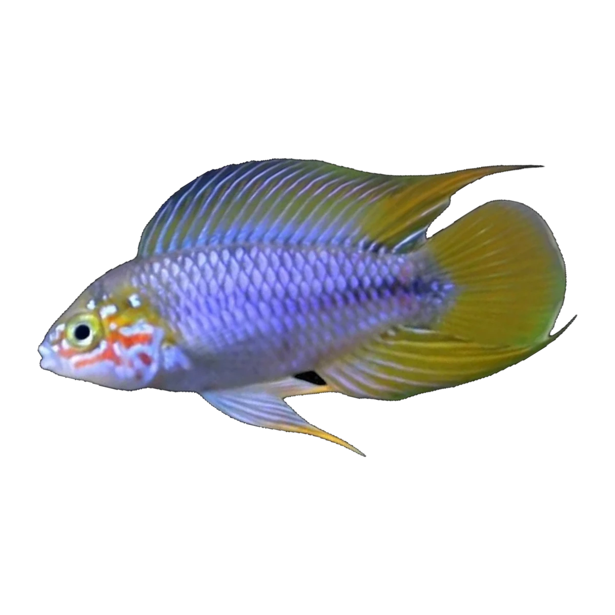 Apistogramma Borelli