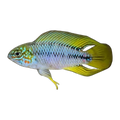Apistogramma Borelli Yellow