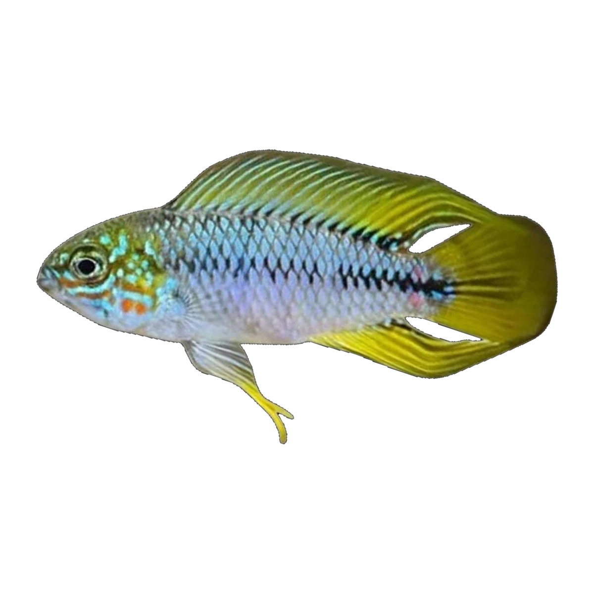 Apistogramma Borelli Yellow