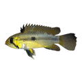 Apistogramma Cacatuoides