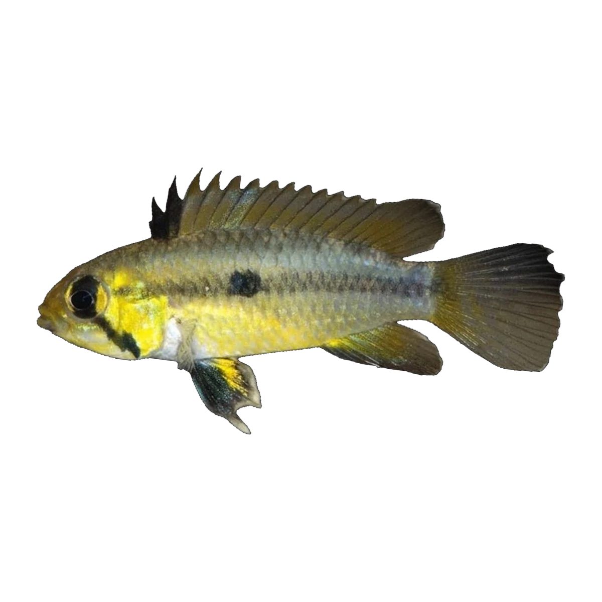 Apistogramma Cacatuoides