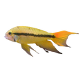 Apistogramma Cacatuoides Male Orange Flash