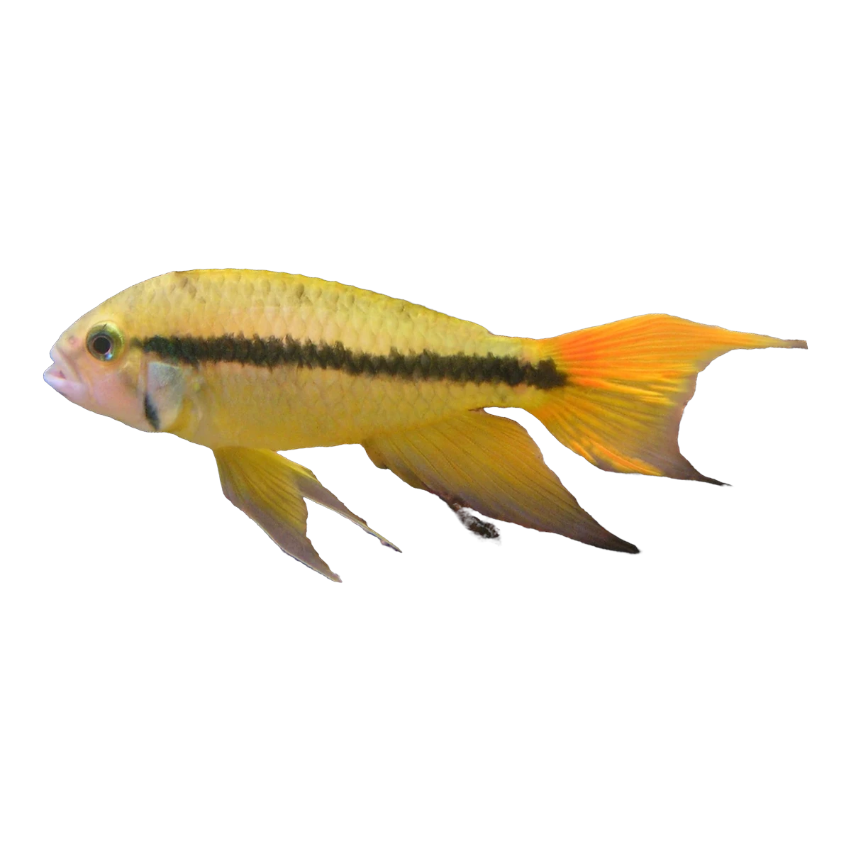 Apistogramma Cacatuoides Male Orange Flash