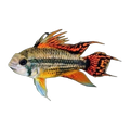 Apistogramma Cacatuoides Super Red