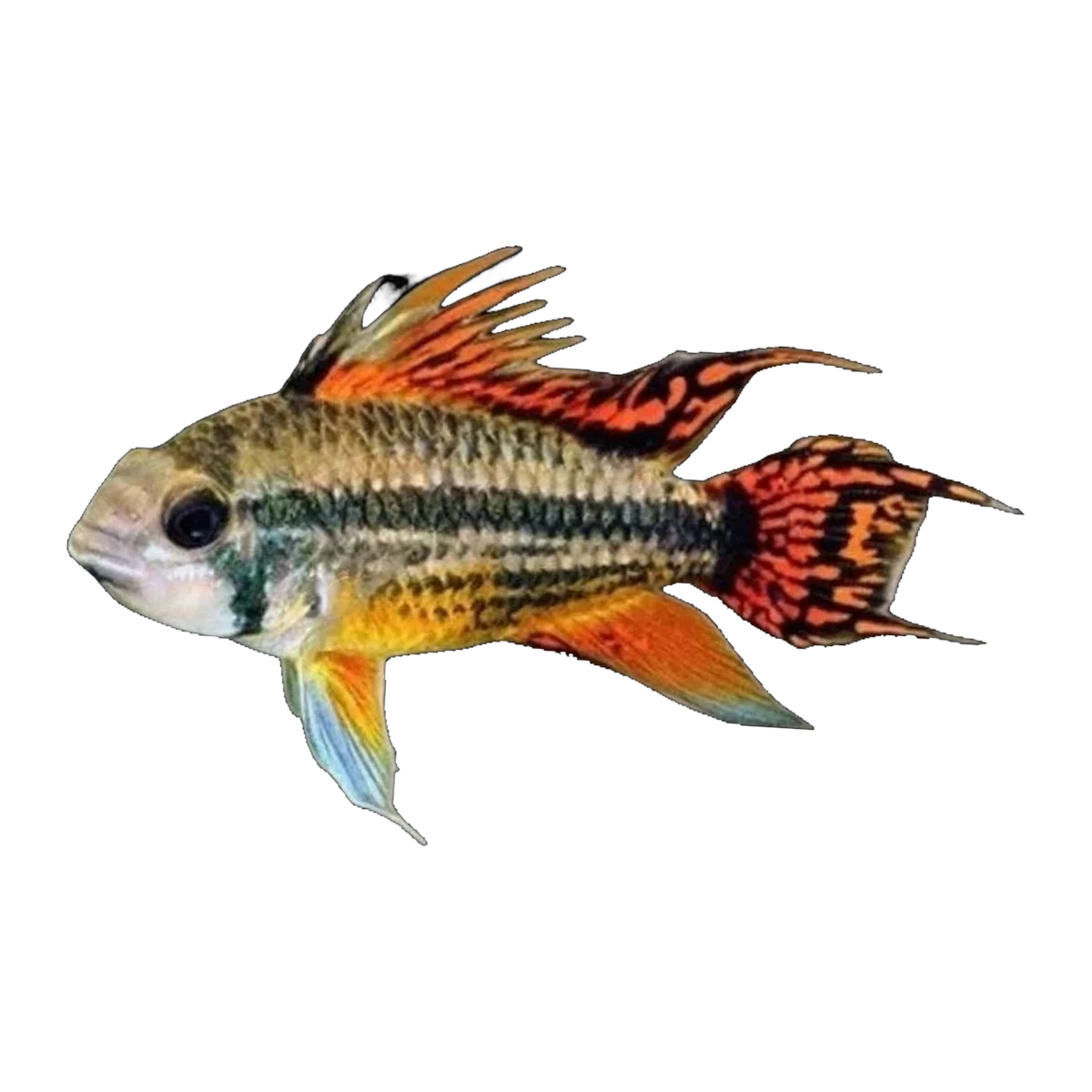 Apistogramma Cacatuoides Super Red