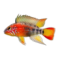 Apistogramma Macmasteri