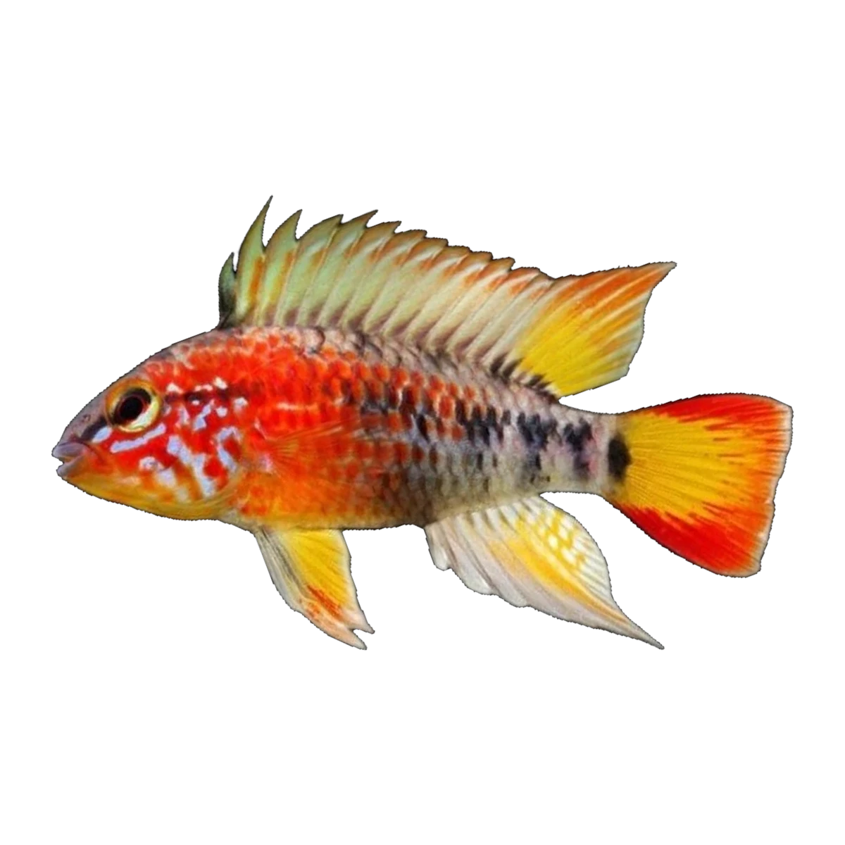 Apistogramma Macmasteri