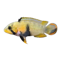Apistogramma Panduro