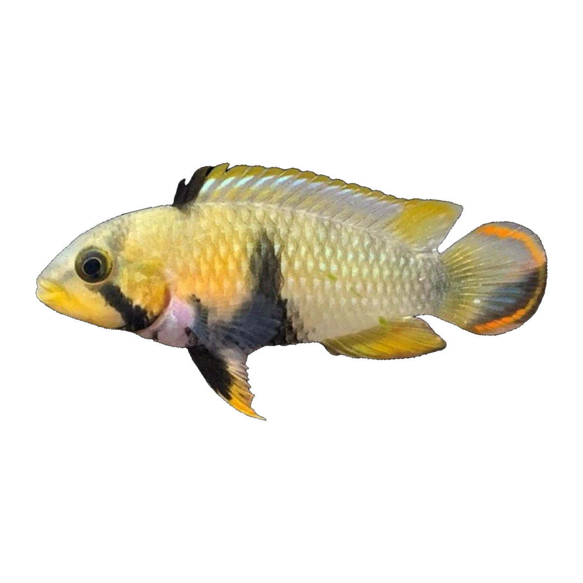 Apistogramma Panduro