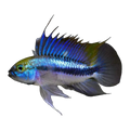 Apistogramma Trifasciata