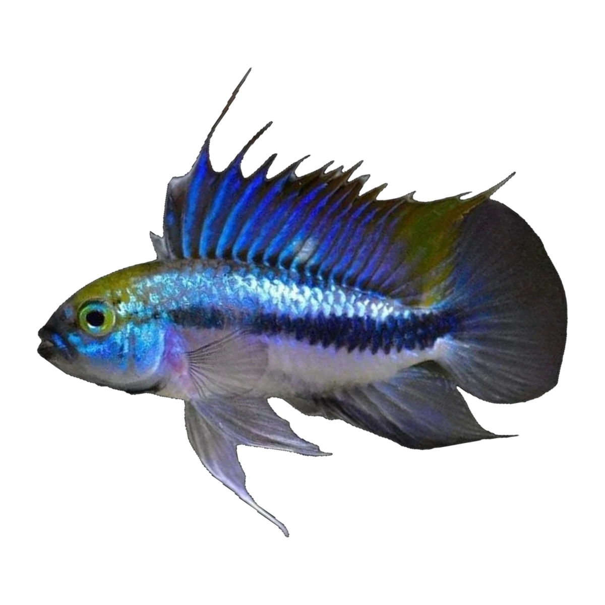 Apistogramma Trifasciata