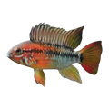 Apistogramma Viejita Red Neck