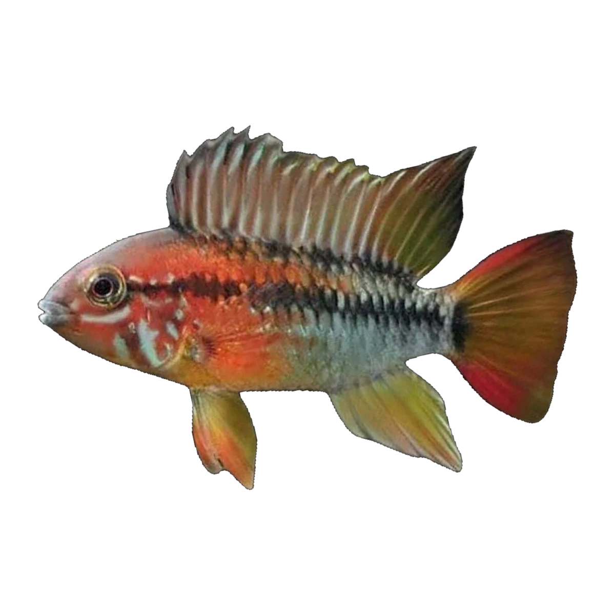 Apistogramma Viejita Red Neck