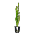 Aponogeton Crispus Red