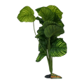 Apple Leaf Plant XL 45-50cm
