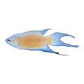 Apricot Paradise Fish