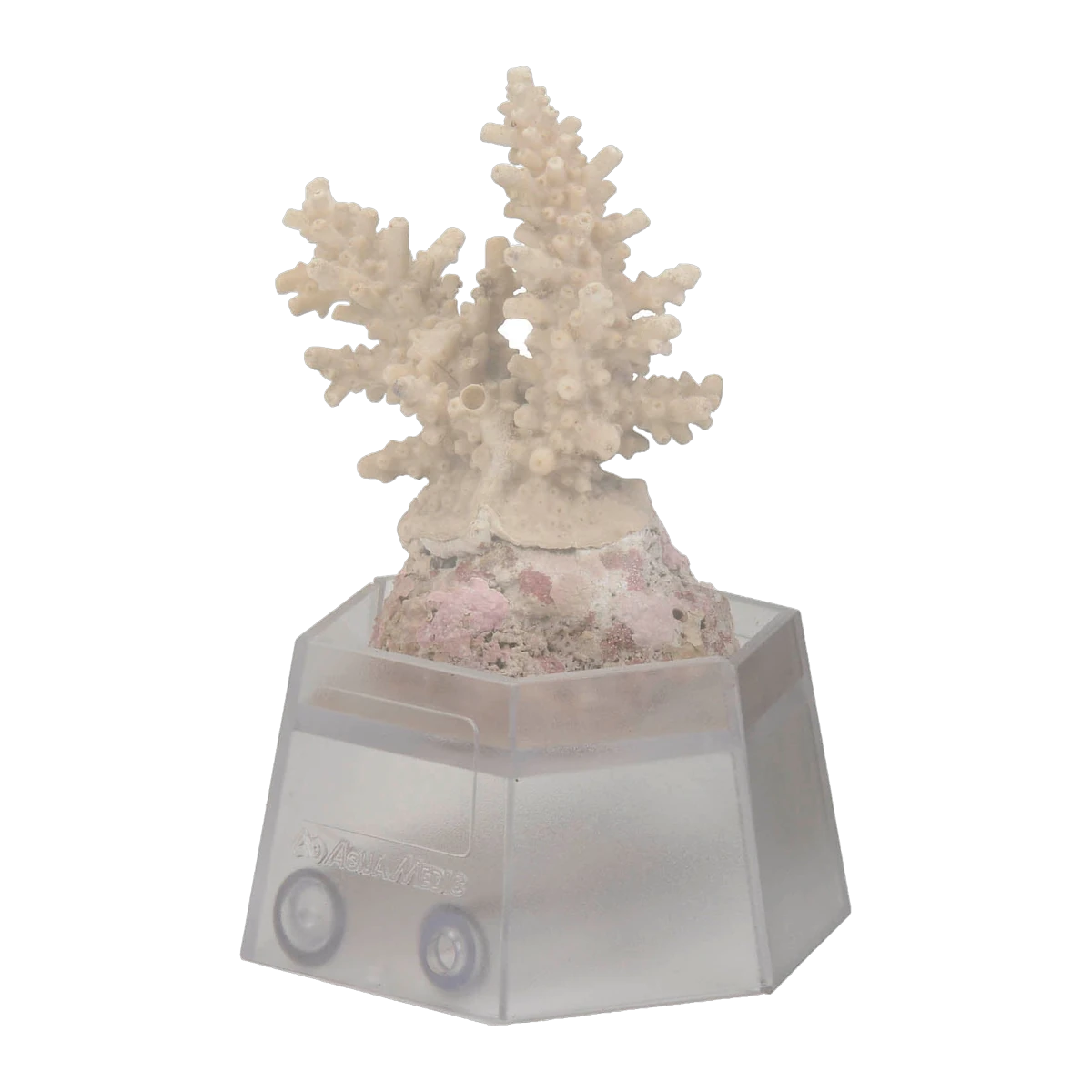 Aqua Medic Coral Holder