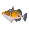 Arabian Assasi Triggerfish | Rhinecanthus assasi