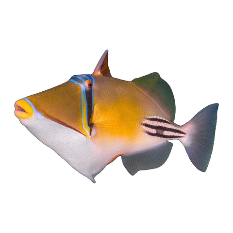 Arabian Assasi Triggerfish | Rhinecanthus assasi