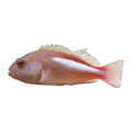 Arc-Eye Hawkfish | Paracirrhites arcatus