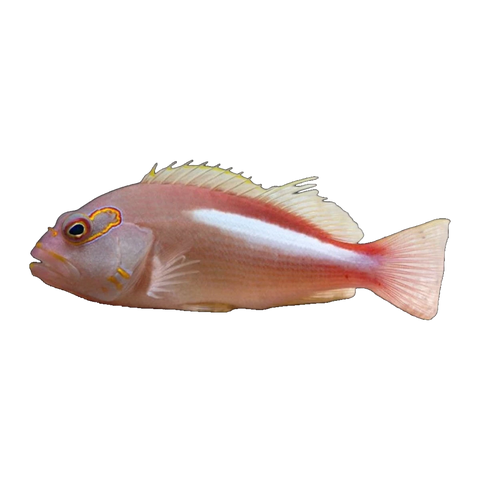Arc-Eye Hawkfish | Paracirrhites arcatus