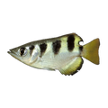Archerfish (Toxotes jaculatrix), side profile facing right
