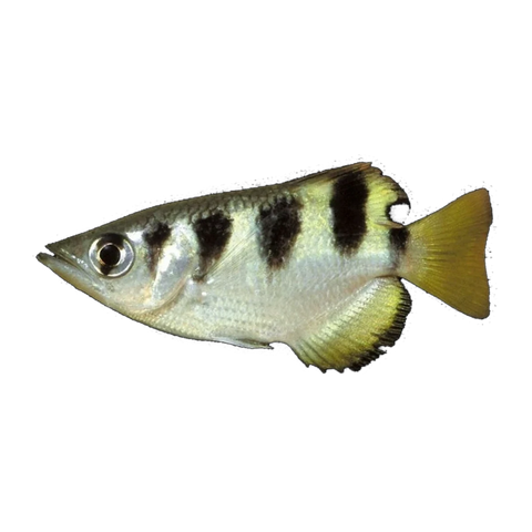 Archerfish (Toxotes jaculatrix), side profile facing right