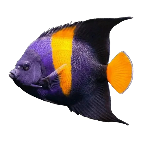 Asfur Angelfish Adult | Pomacanthus asfur