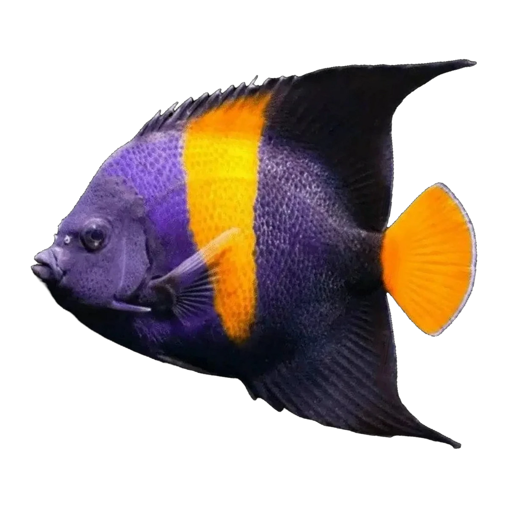 Asfur Angelfish Adult | Pomacanthus asfur