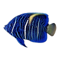 Asfur Angelfish juvenile | Pomacanthus asfur