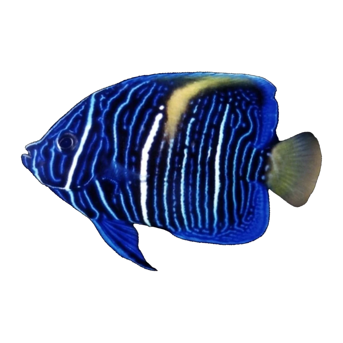 Asfur Angelfish juvenile | Pomacanthus asfur