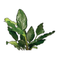 Assorted Anubias Medium