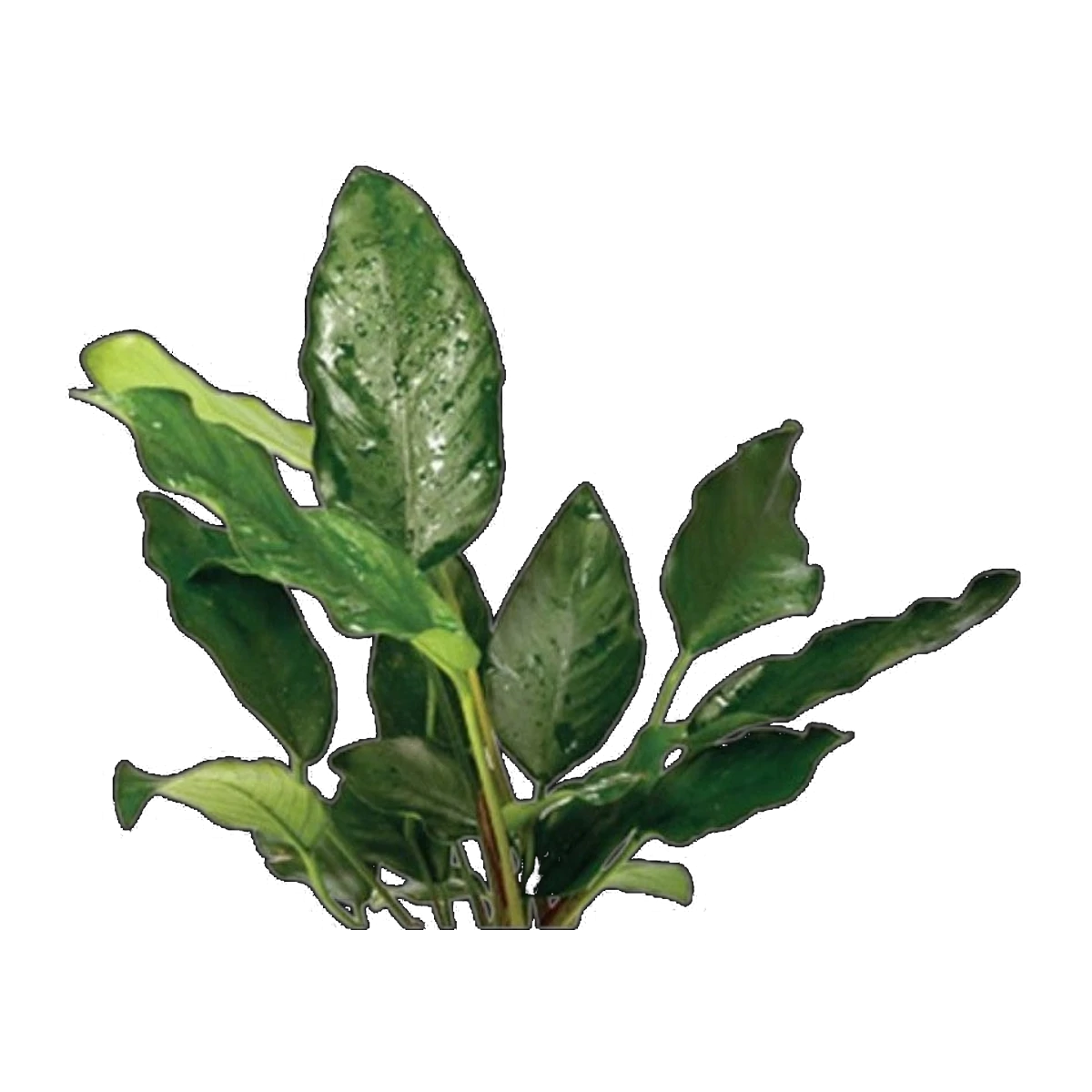 Assorted Anubias Medium