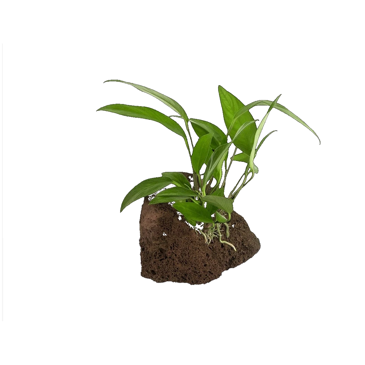 Assorted Anubias On Rock