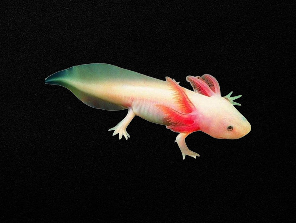Assorted Axolotl | Ambystoma mexicanum