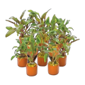 Assorted Crypts