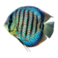 Assorted Discus