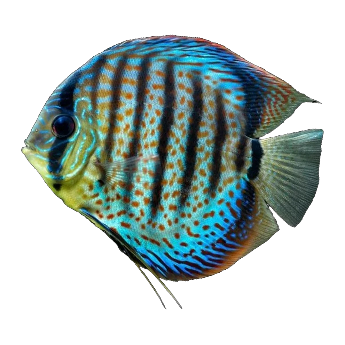 Assorted Discus