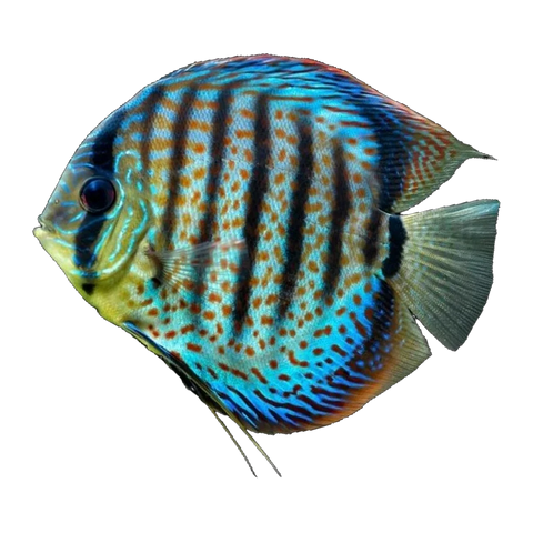 Assorted Discus